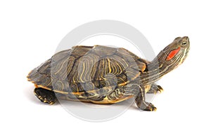 Trachemys Scripta Elegans On White photo