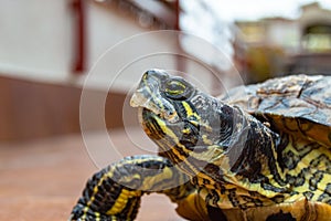 Trachemys scripta, Florida turtle animal