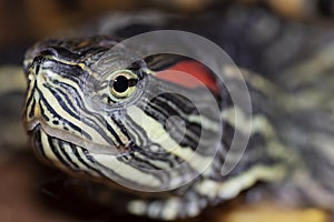 Trachemys scripta head and face of a turtle - Pseudemys scripta elegans