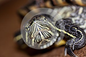 Trachemys scripta head and face of a turtle - Pseudemys scripta elegans