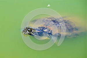 Trachemys scripta swimming in the water