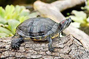 Trachemys scripta troostii photo