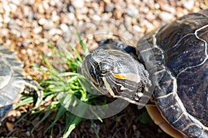 Trachemys scripta turtle head close-up, wildlife red eared turtle