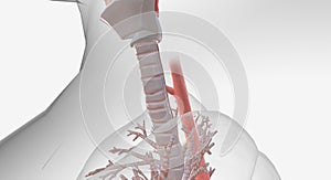 A tracheoesophageal fistula is an abnormal connection between the trachea (windpipe) and the esophagus