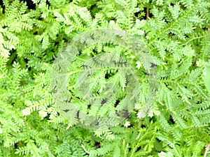 Tracheophyta green fern in garden photo
