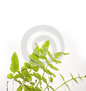 Tracheophytes. Ferns isolated on white background photo