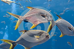 Trachinotus blochii or snubnose pompano in Atlantis, Sanya, Hainan, China.. Pompanos are marine fishes in the genus Trachinotus in