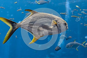 Trachinotus blochii or snubnose pompano in Atlantis, Sanya, Hainan, China.. Pompanos are marine fishes in the genus Trachinotus in