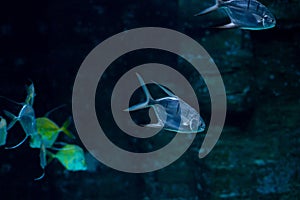 Trachinotus goodei fish swimming underwater