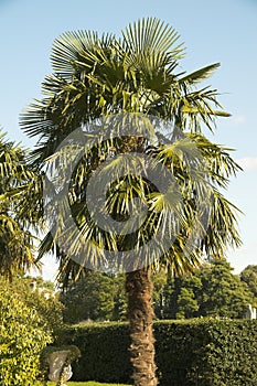 Trachycarpus Fortunei