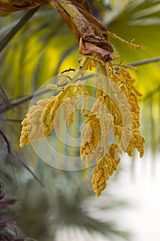 Trachycarpus fortunei. Chinese windmill palm