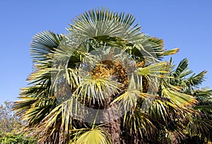 Trachycarpus fortunei, the Chinese windmill palm, windmill palm or Chusan palm plant