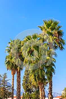 Trachycarpus fortunei Chusan palm or windmill palm against blue sky