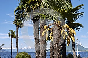 Trachycarpus fortunei palms by the lake