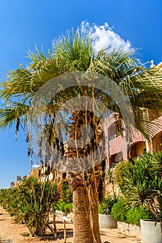 Trachycarpus palm against the blue sky and clouds