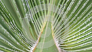 Trachycarpus takil, Kumaon palm tree green leaf full frame.