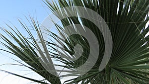 Trachycarpus takil, Kumaon palm tree green leaves against blue sky.