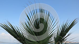 Trachycarpus takil, Kumaon palm tree green leaves against blue sky full frame.