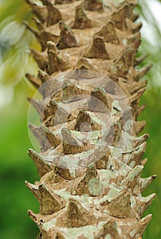 Trachycarpus tree