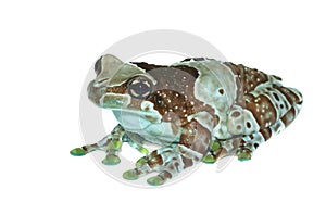 Trachycephalus resinifictrix (Harlequin frog)