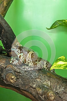 Trachycephalus resinifictrix Is species of tailless amphibians from tree frog family Hylidae photo