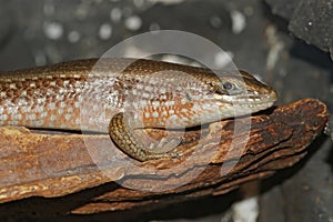 Trachylepis perrotetii or African red-sided , Fire-sided or red-sided skink