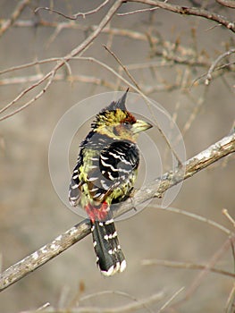 Trachyphonus vaillantii Crested Barbet photo