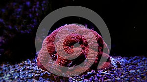 Trachyphyllia open brain lps cora in reef aquarium tank