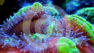 Trachyphyllia open brain lps cora in reef aquarium tank
