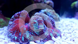 Trachyphyllia open brain lps cora in reef aquarium tank