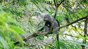 Trachypithecus (lutungs, langurs, eaf monkeys) on the tree