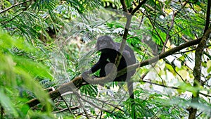 Trachypithecus (lutungs, langurs, eaf monkeys) on the tree