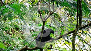 Trachypithecus (lutungs, langurs, eaf monkeys) on the tree