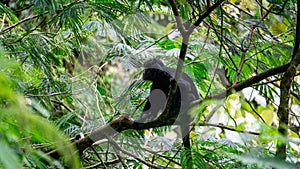 Trachypithecus (lutungs, langurs, eaf monkeys) on the tree