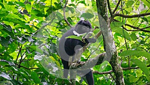 Trachypithecus (lutungs, langurs, eaf monkeys) on the tree