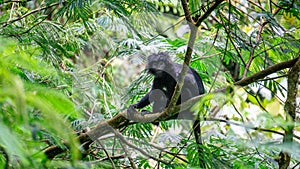 Trachypithecus (lutungs, langurs, eaf monkeys) on the tree