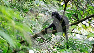 Trachypithecus (lutungs, langurs, eaf monkeys) on the tree
