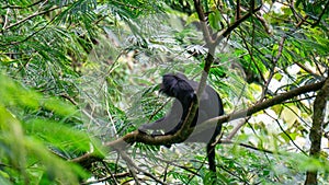 Trachypithecus (lutungs, langurs, eaf monkeys) on the tree