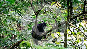 Trachypithecus (lutungs, langurs, eaf monkeys) on the tree
