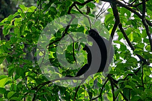 Trachypithecus (lutungs, langurs, eaf monkeys) on the tree