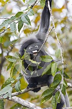 Trachypithecus obscurus in a national park, Thailand