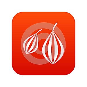 Trachyspermum ammi icon digital red