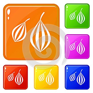 Trachyspermum ammi icons set vector color