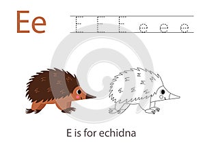 Tracing alphabet letters with cute animals. Color cute echidna. Trace letter E.