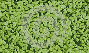 Tracing of duckweed on water