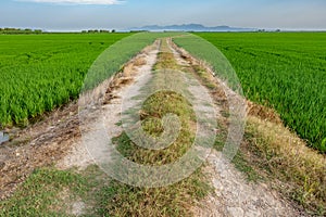 Track across Albufera plantations, Valencia