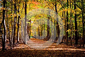 Track through autumn forest