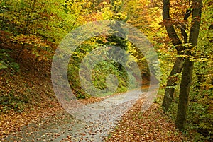 Track in autumn forest