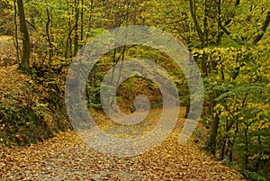 Track in autumn forest