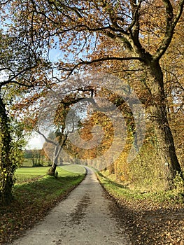 track in autumn